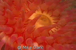 Vivid Red Dahlia Anemone, another bad vis dive but lots s... by Mike Clark 
